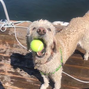 Meet your Posher, Evie